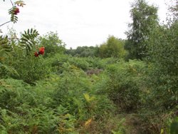 22 Aug 2013: 4B with encroaching bracken